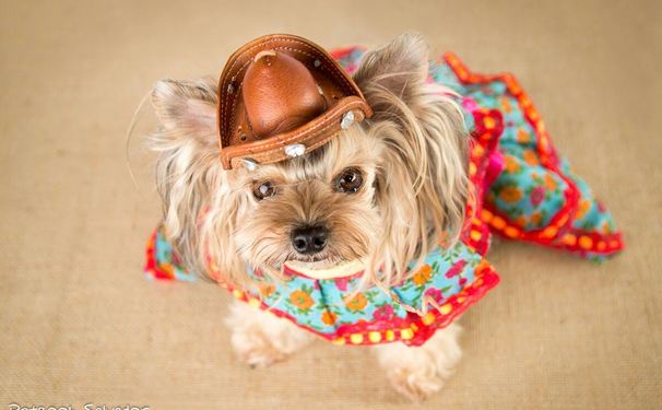 Arraiá dos Amigos PUCCA 