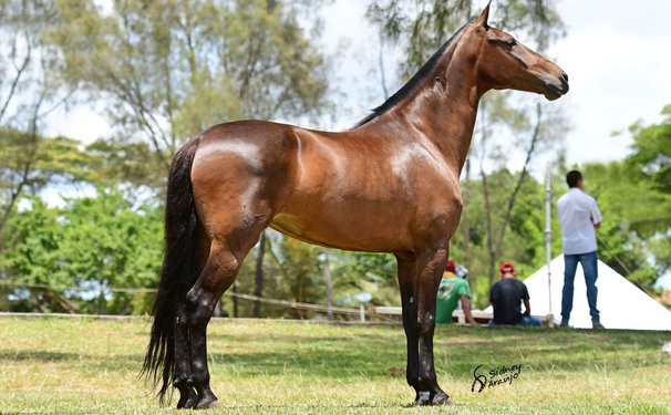 Circuito Baiano do Team Penning