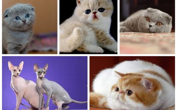 Para quem é apaixonado por gatos a dica fica para este fim de semana 