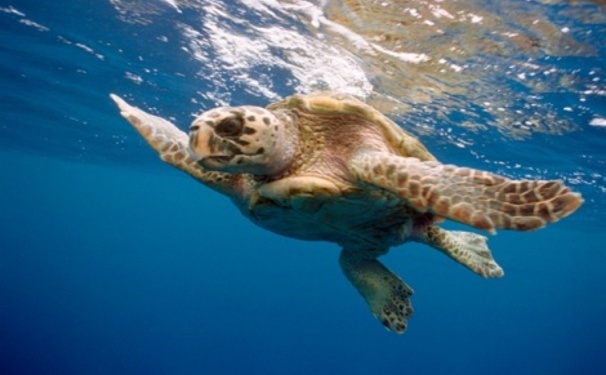 Isso sim é bacanérrimo!