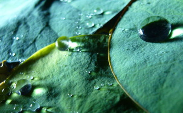 Lotus é a nova aposta 