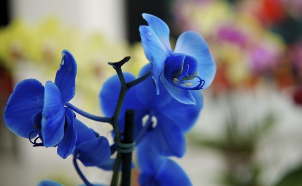 Orquidário Itaipava!