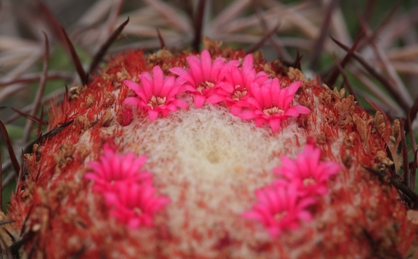 Minha Vida está na Primavera