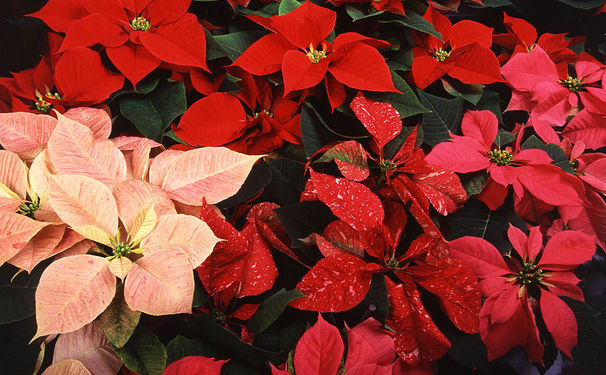 É natal no seu jardim.