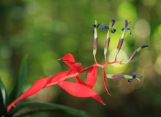 "Minha Vida está na Primavera"