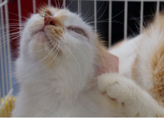 Feira de Adoção de Animais