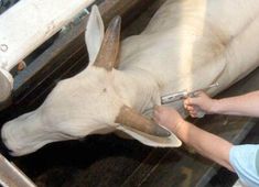 Vacinação contra aftosa na Bahia