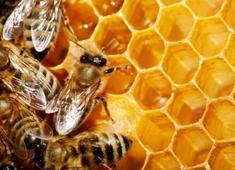 Concurso de Mel e Pólen acontece neste sábado na Fenagro