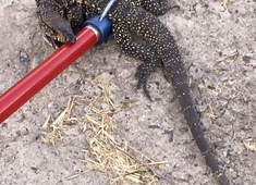 Teiú é resgatado na Praça de Pedágio da BA-093