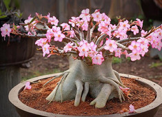 Exposição de rosas-do-deserto