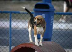 Espaços de lazer fazem a alegria da "cachorrada" em Salvador