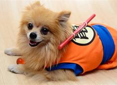 Concurso de Cosplay para Pets