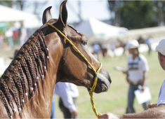 Parque de Exposições de Salvador se prepara para receber a Exporural 2018
