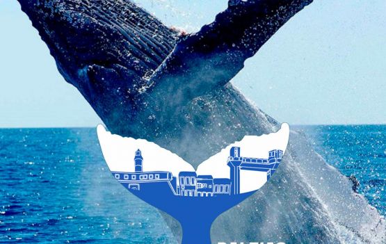 Redemar Brasil alerta para risco de acidentes com baleias no litoral de Salvador