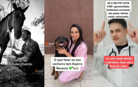 Veterinários compartilham casos e dão dicas de bem-estar animal na web