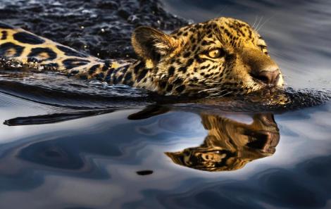 O jaguaretê no corixo Chamé. Serra do Amolar. Pantanal  Araquém Alcântara 