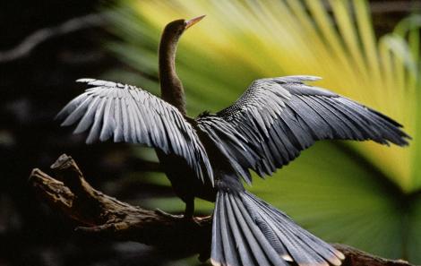 Biguatinga. Estação Ecológica de Juréia-Itatins. Peruíbe/Iguape.1979  Araquém Alcântara 